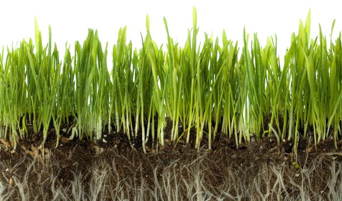 image of grass roots