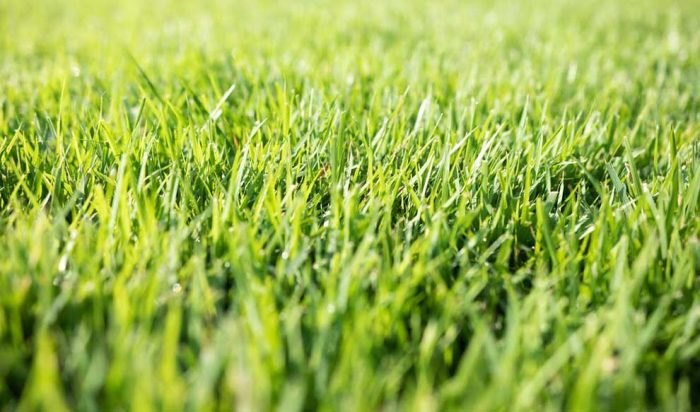 Aggieland Green Customized Lawn Care Services