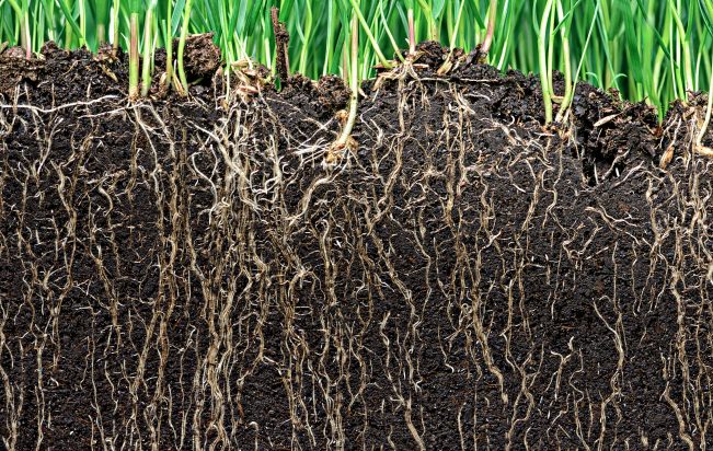 deep lawn roots, soil roots, liquid aeration in houston